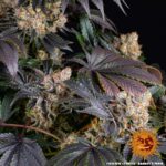 Barneys Farm Gelato 6