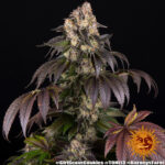 Barneys Farm Girl Scout Cookies 2