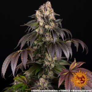 Barneys Farm Girl Scout Cookies 2