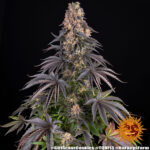 Barneys Farm Girl Scout Cookies 3