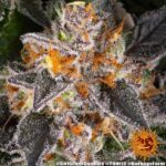 Barneys Farm Girl Scout Cookies 4