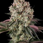 Barneys Farm Glookies