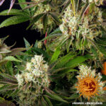 Barneys Farm Glookies 3