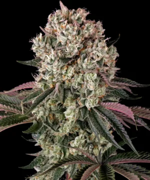 Barneys Farm Glookies