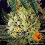 Barneys Farm Glookies 5