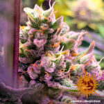 Barneys Farm Glookies 6