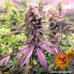 Barneys Farm Glookies 8