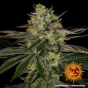 Barneys Farm Gorilla Zkittlez 2