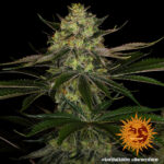 Barneys Farm Gorilla Zkittlez 3