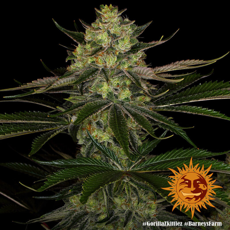 Barneys Farm Gorilla Zkittlez 3