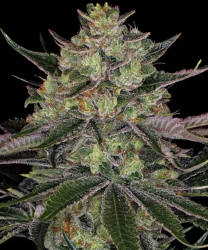 Barneys Farm Gorilla Zkittlez
