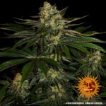 Barneys Farm Gorilla Zkittlez 4