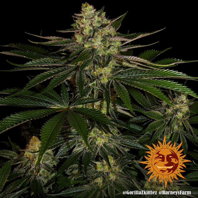 Barneys Farm Gorilla Zkittlez 4