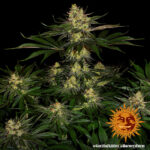 Barneys Farm Gorilla Zkittlez 5