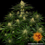 Barneys Farm Gorilla Zkittlez 6