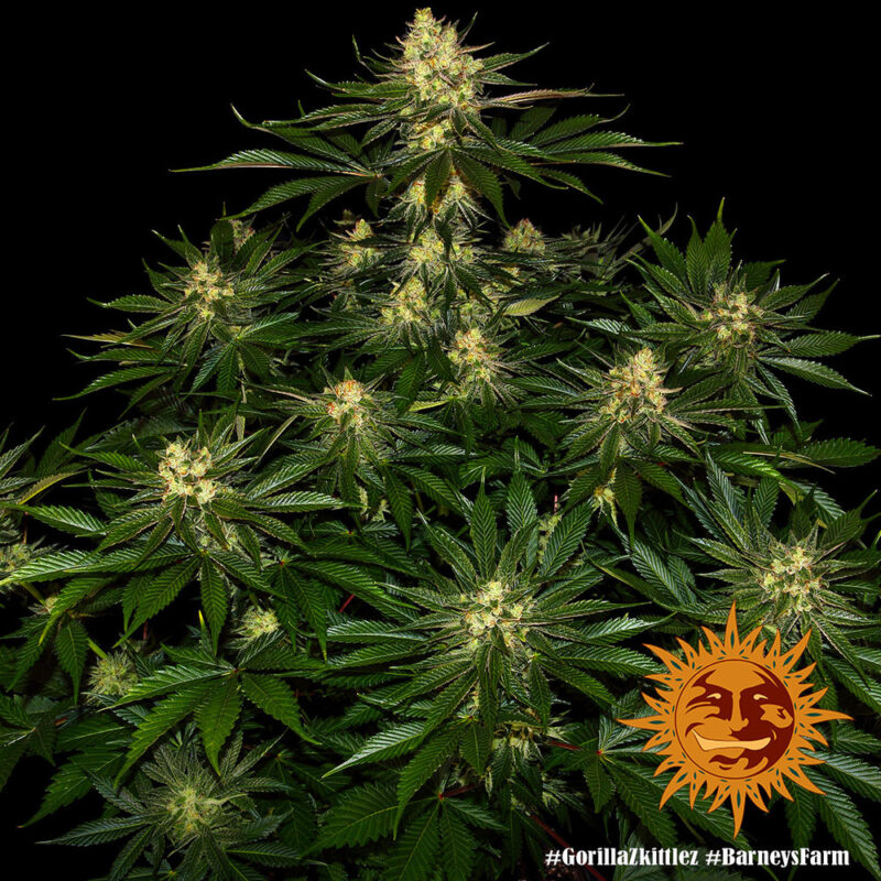 Barneys Farm Gorilla Zkittlez 6