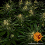 Barneys Farm Gorilla Zkittlez 7