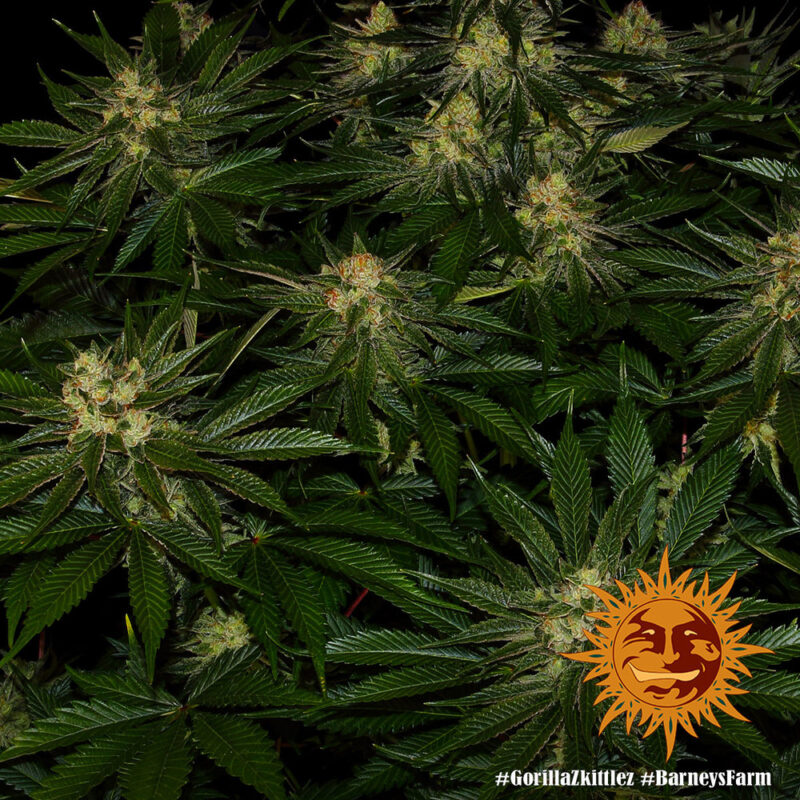 Barneys Farm Gorilla Zkittlez 7