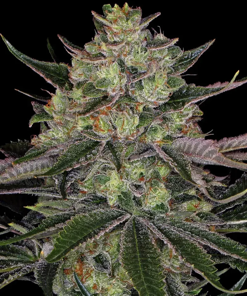 Barneys Farm Gorilla Zkittlez