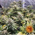 Barneys Farm Laughing Buddha 10