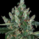 Barneys Farm Laughing Buddha