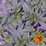 Barneys Farm Laughing Buddha 4