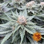 Barneys Farm Laughing Buddha 5
