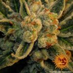 Barneys Farm Laughing Buddha 6
