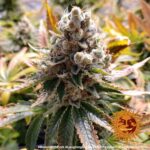 Barneys Farm Laughing Buddha 7