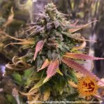 Barneys Farm Laughing Buddha 8
