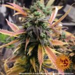 Barneys Farm Laughing Buddha 9