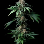 Barneys Farm Mendo Breath