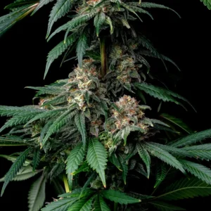 Barneys Farm Mendo Breath 2