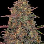 Barneys Farm Pineapple Chunk