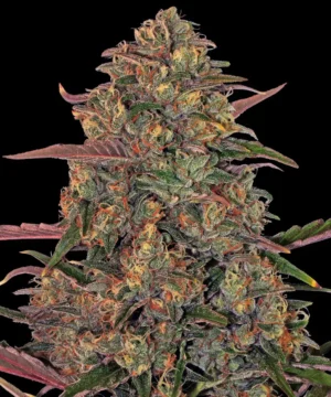 Barneys Farm Pineapple Chunk