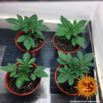 Barneys Farm Pineapple Chunk 4