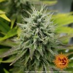 Barneys Farm Pineapple Chunk 5