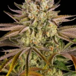 Barneys Farm Pineapple Express