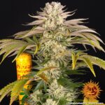 Barneys Farm Pineapple Express 2