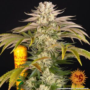 Barneys Farm Pineapple Express 2