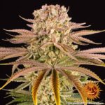 Barneys Farm Pineapple Express 3