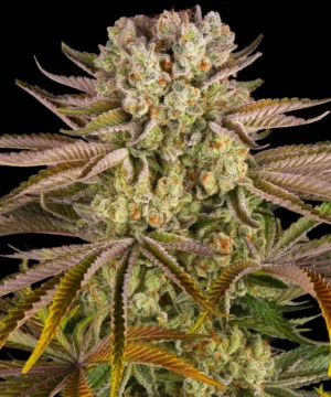 Barneys Farm Pineapple Express