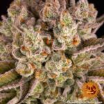 Barneys Farm Pineapple Express 4