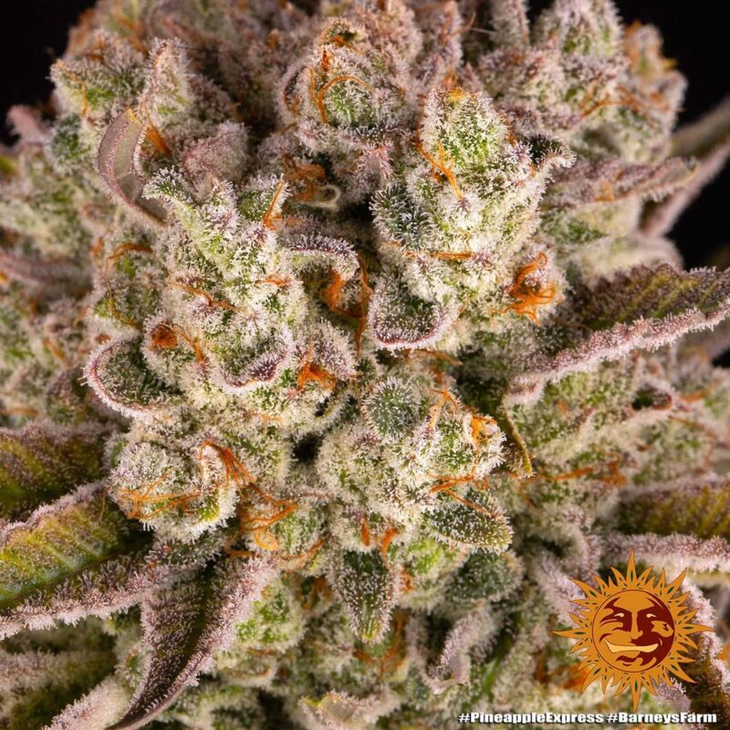 Barneys Farm Pineapple Express 4