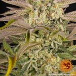 Barneys Farm Pineapple Express 5