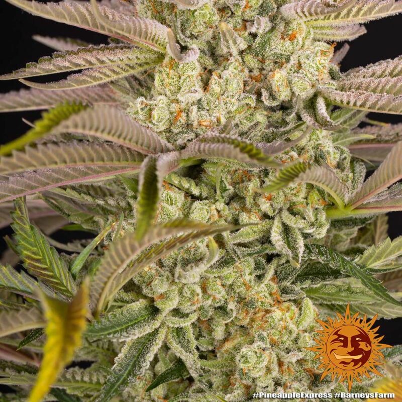 Barneys Farm Pineapple Express 5