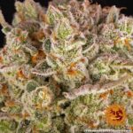 Barneys Farm Pineapple Express 6