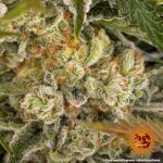 Barneys Farm Pineapple Express 7