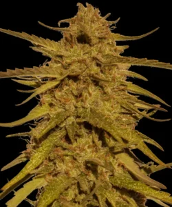 Barneys Farm Pineapple Haze Regular
