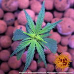 Barneys Farm Pineapple Haze Regular 3